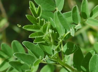 A. membranaceus leaves