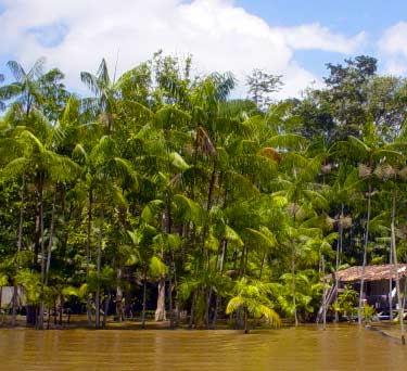 acai palms in Brazil swamp