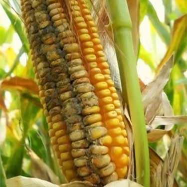 aflatoxin infested corn cob