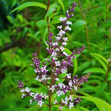 flowers on the Aloysia citrodora plant