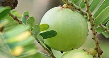 Indian gooseberry, amla berry