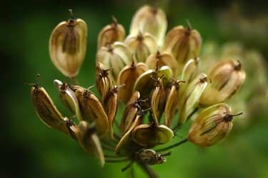 fresh aniseed (Pimpinella anisum)