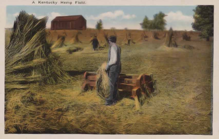 antique postcard showing hemp field in Kentucky