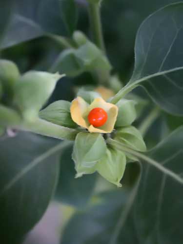 ashwagandha fruit