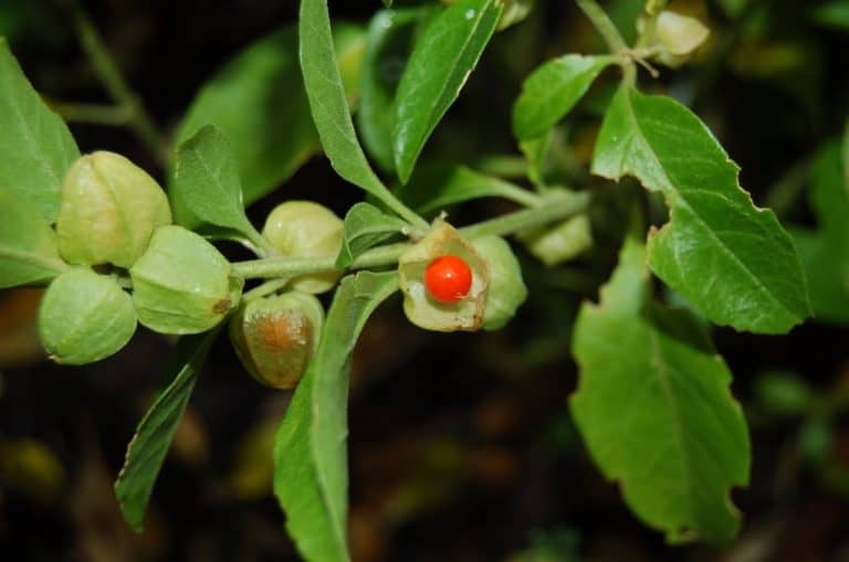 Ashwagandha Plant Benefits, Dosage, and Side Effects