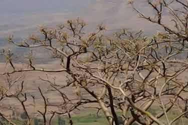 Boswellia serrata tree