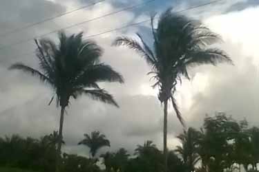 Babassu palm trees