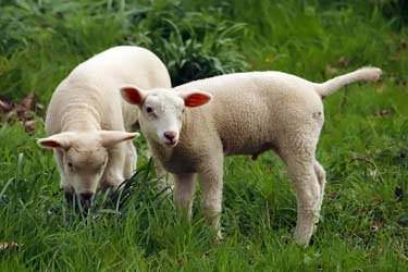 baby lambs in pasture eating grass