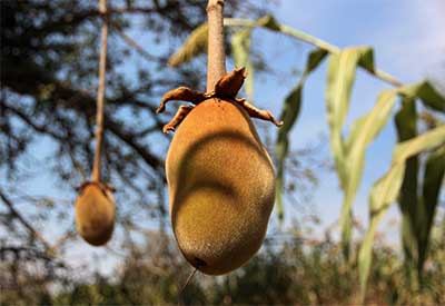 baobab fruit hanging on tree