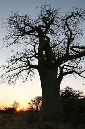 baobab tree