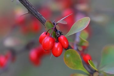 common barberry