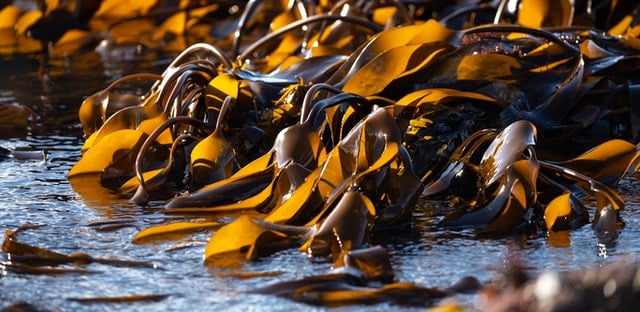 Benefits Of Seaweed