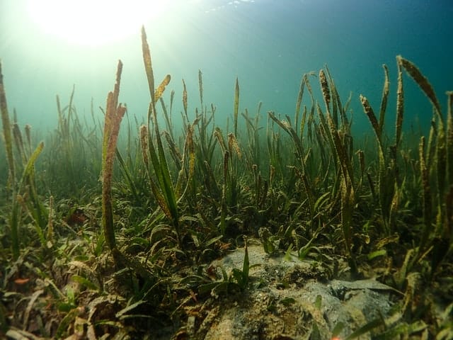 Benefits Of Seaweed