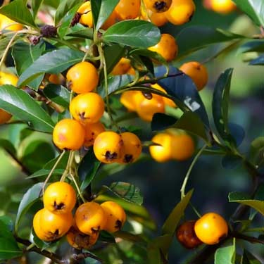 unpicked berries on sandthorn plant