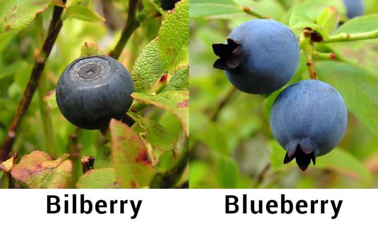 difference between bilberry vs. blueberry