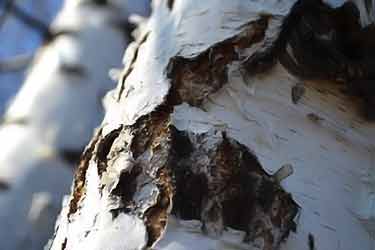 birch tree bark