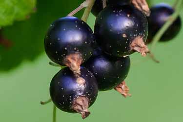 black currants on bush