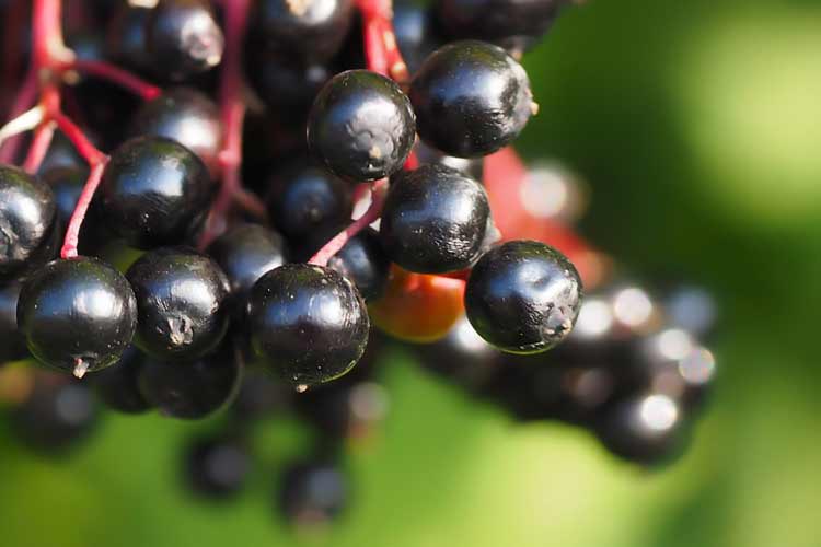 black elderberries on bush