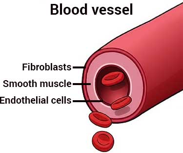 diagram of cell types in blood vessel