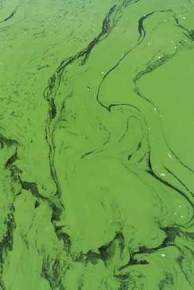 blue green algae