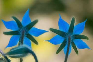 borage flowers