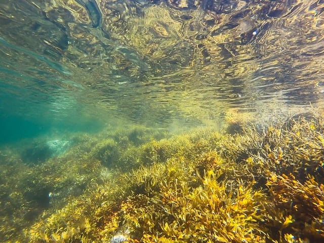 Benefits Of Seaweed