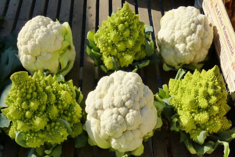 fresh heads of broccoflower and cauliflower