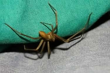 brown recluse spider