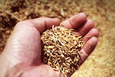 handful of brown rice grain