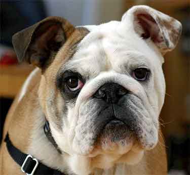 English bulldog