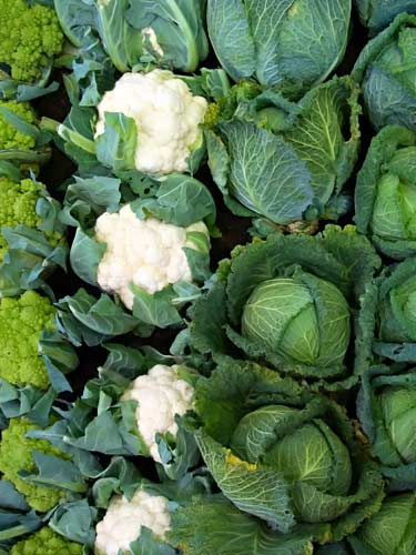 heads of cabbage, cauliflower and romanesco broccoli