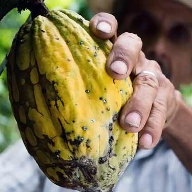 cacao plant pod