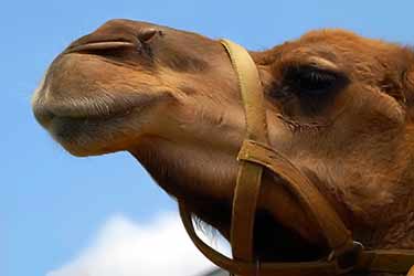 up close photo of camel's face