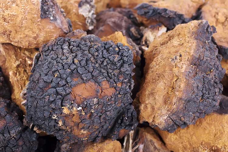 raw chaga mushrooms