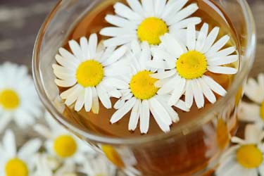 chamomile tea with fresh flowers on top