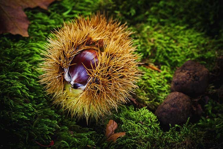 prickly chestnut on ground