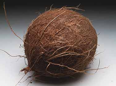 coconut shell