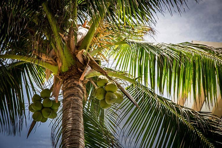 coconut tree