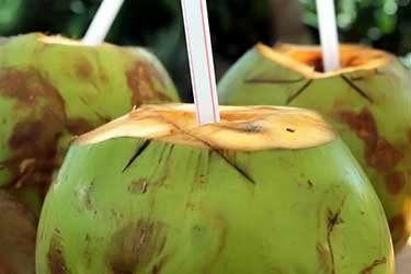 fresh coconut with straw