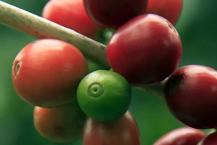 coffee cherries on tree