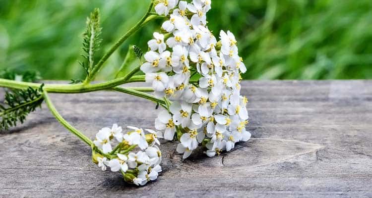 what common yarrow looks like