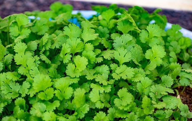 Coriander Leaves