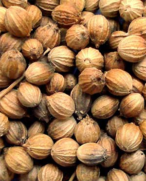 coriander seeds