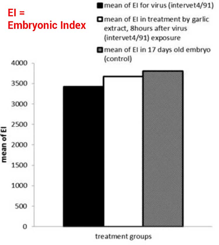 graph showing garlic extract working on coronavirus in vitro chicken eggs