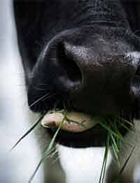 cow chewing grass