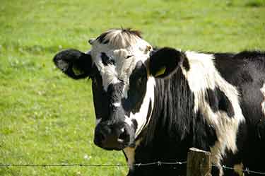 cow in field