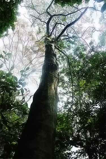 croton lechleri tree