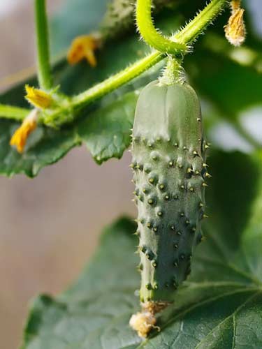 cucumber plant