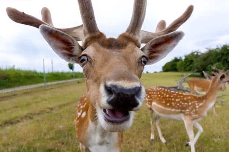 close-up photo of face on white-tailed deer