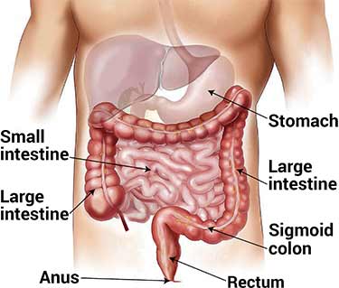 human digestive tract diagram